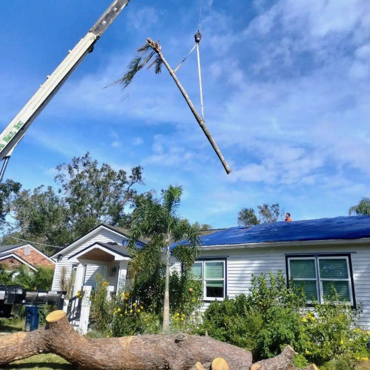 Related professional tree care services offered by Andrew's Tree Care