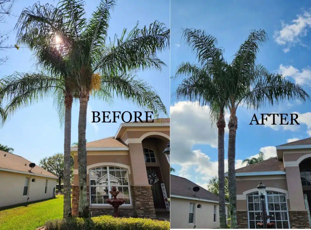 Real customer before and after photos showing successful stump grinding transformations