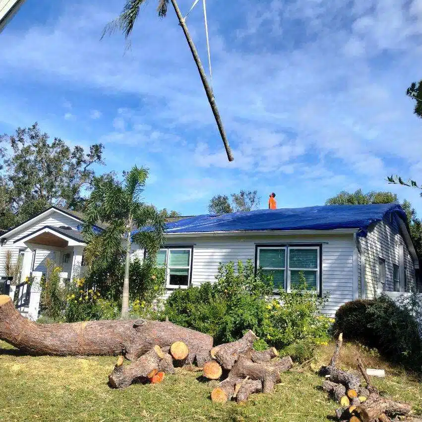 Before and after photos showing Andrew's Tree Care removing large fallen oak tree from residential property