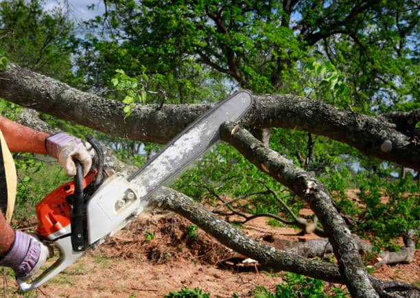Reliable Tree Services In Palm Harbor, FL