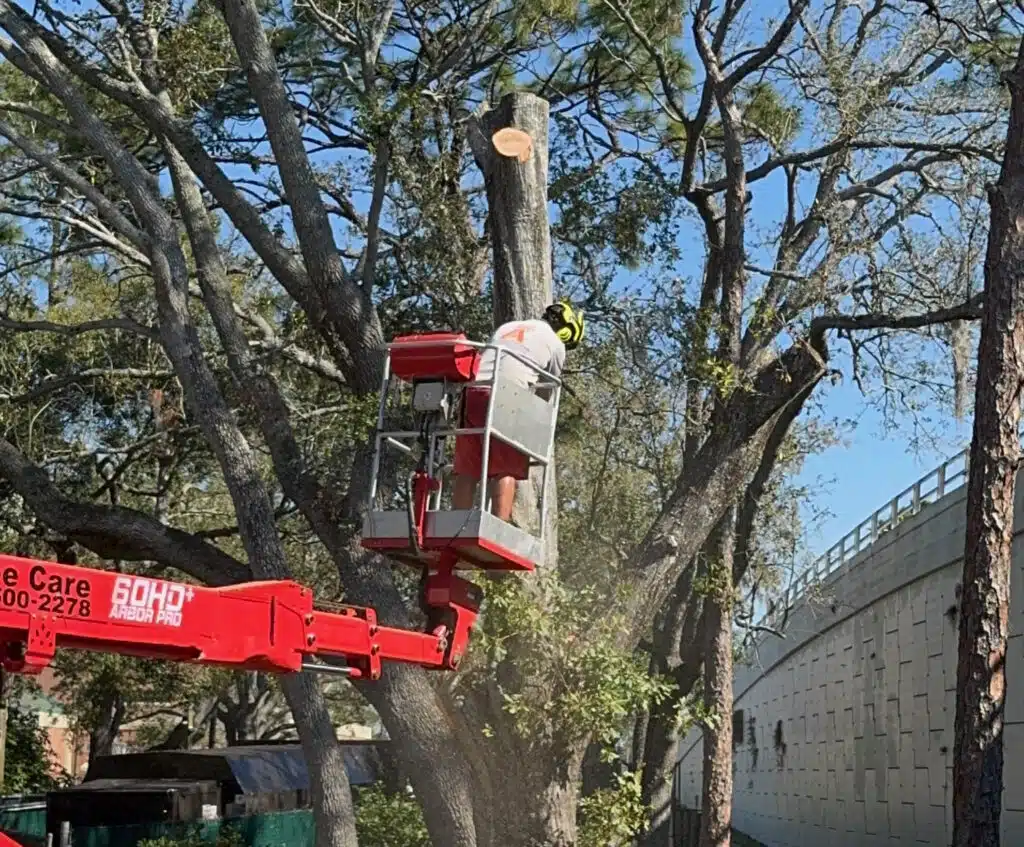 Professional stump grinding process showing equipment, grinding, and final cleanup