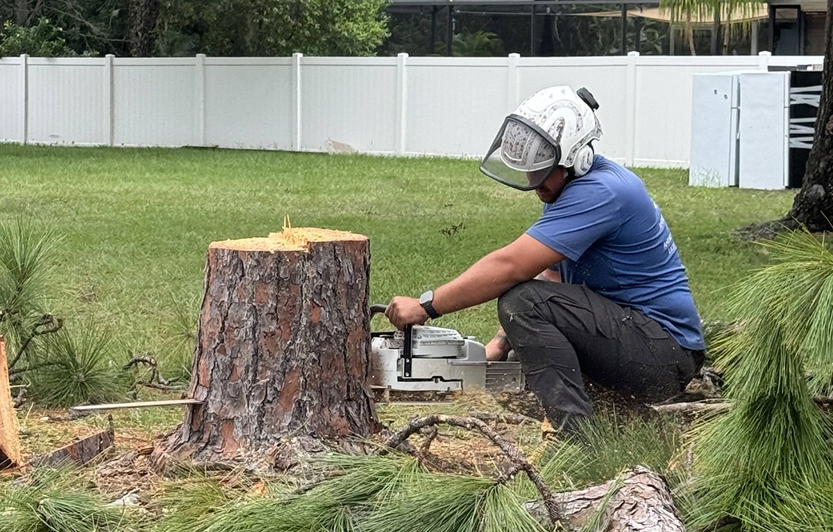 5 Signs Your Tree Needs Professional Attention in 2026