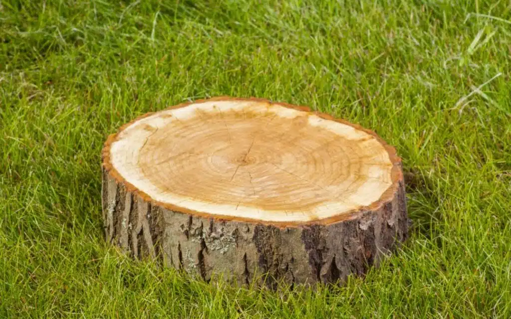 Homeowner identifying stump that needs professional grinding service