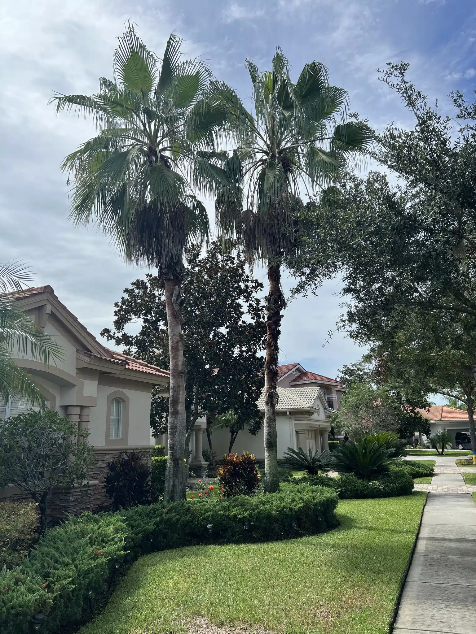 Commercial Tree Service in Clearwater: What Property Managers & HOAs Need to Know