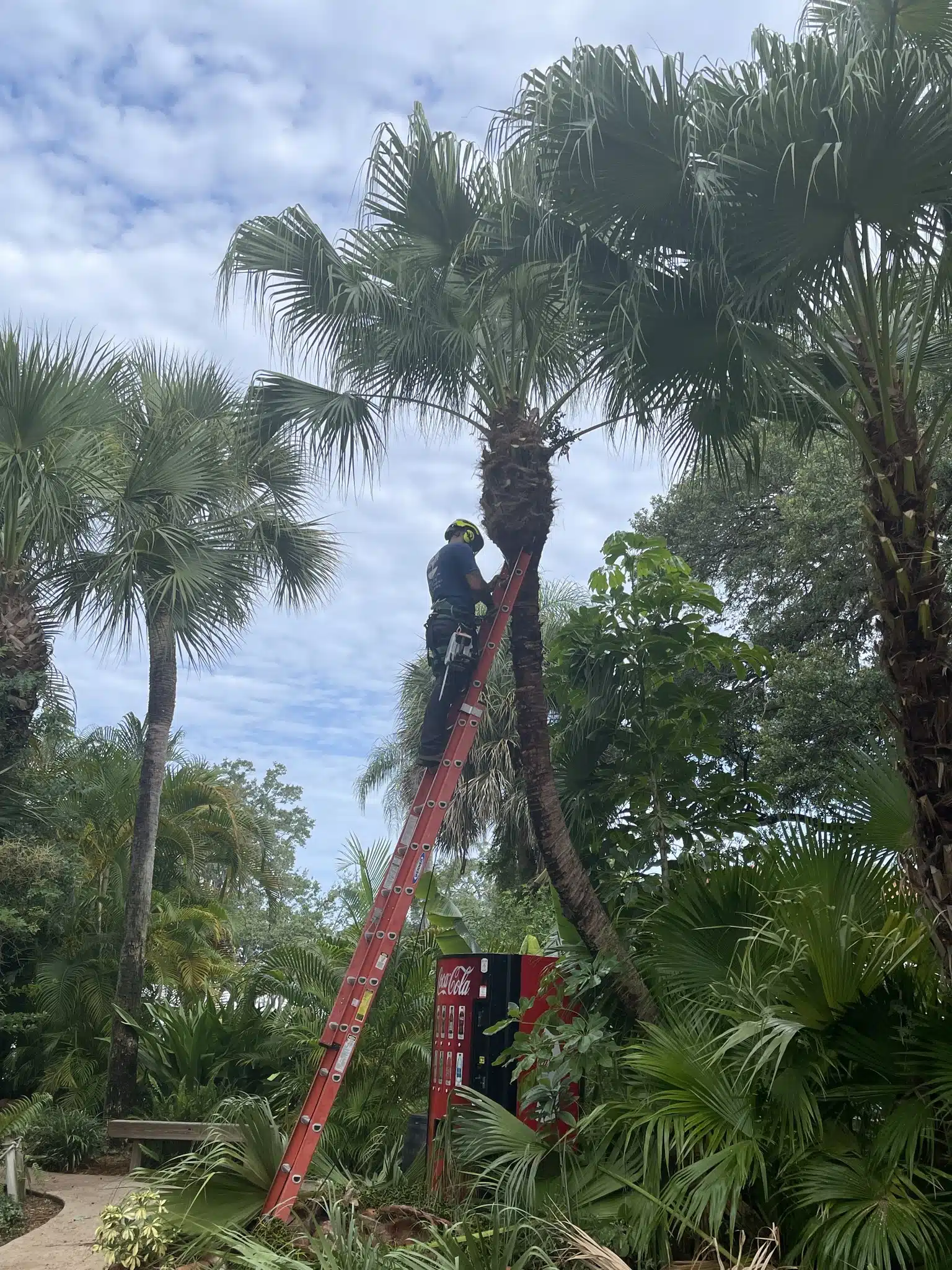 How Often Should Palm Trees Be Trimmed in Florida?
