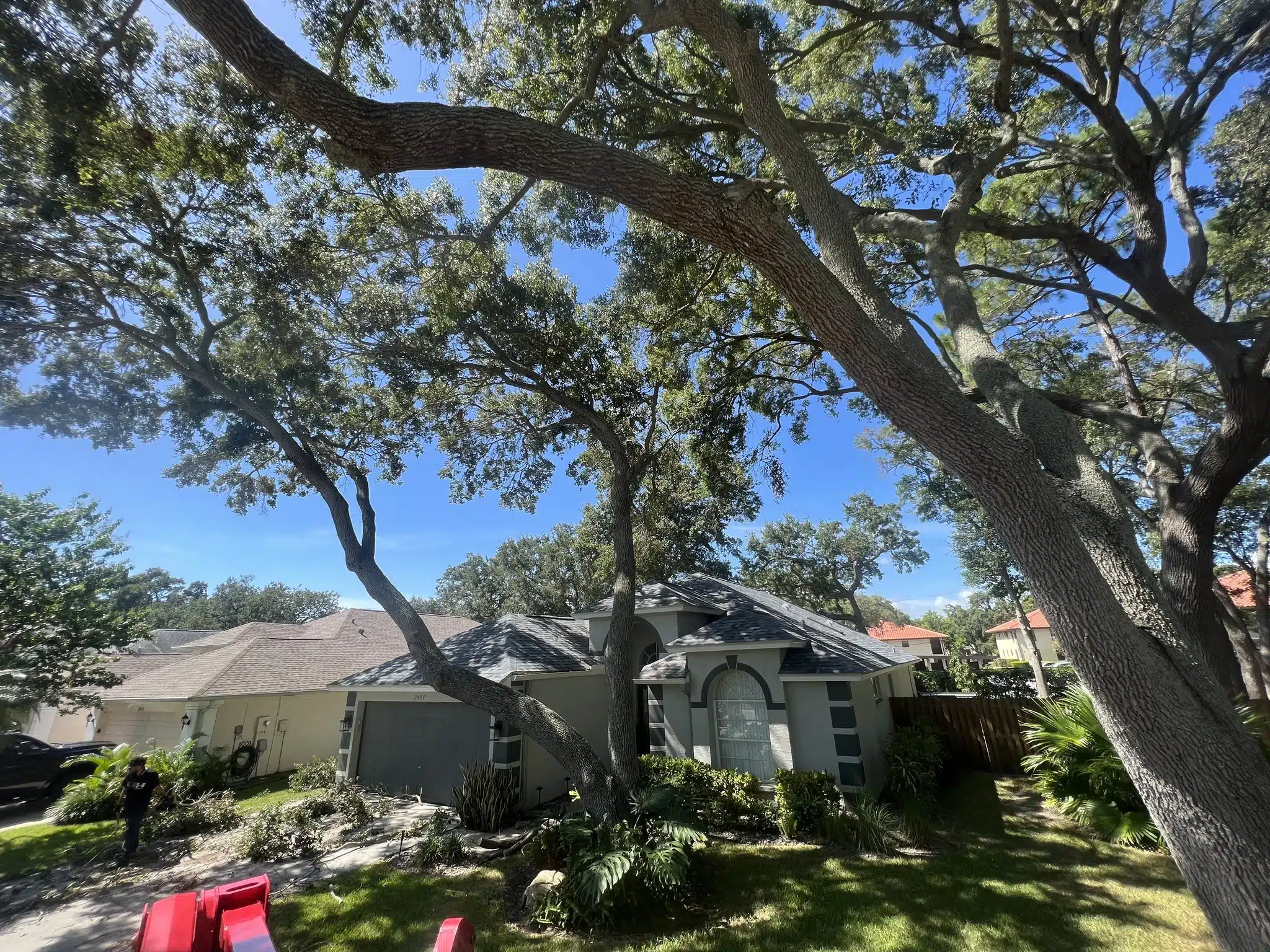 Tree Care Laws in Pinellas, Pasco & Hillsborough Counties: What You Need to Know