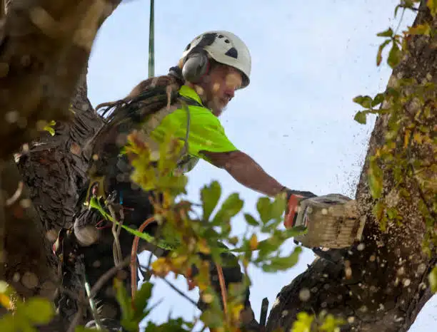 Choosing a Tree Service Company in Clearwater: The Ultimate Checklist