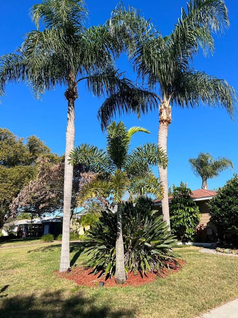 How to Spot a Hazardous Tree Before Hurricane Season in Florida