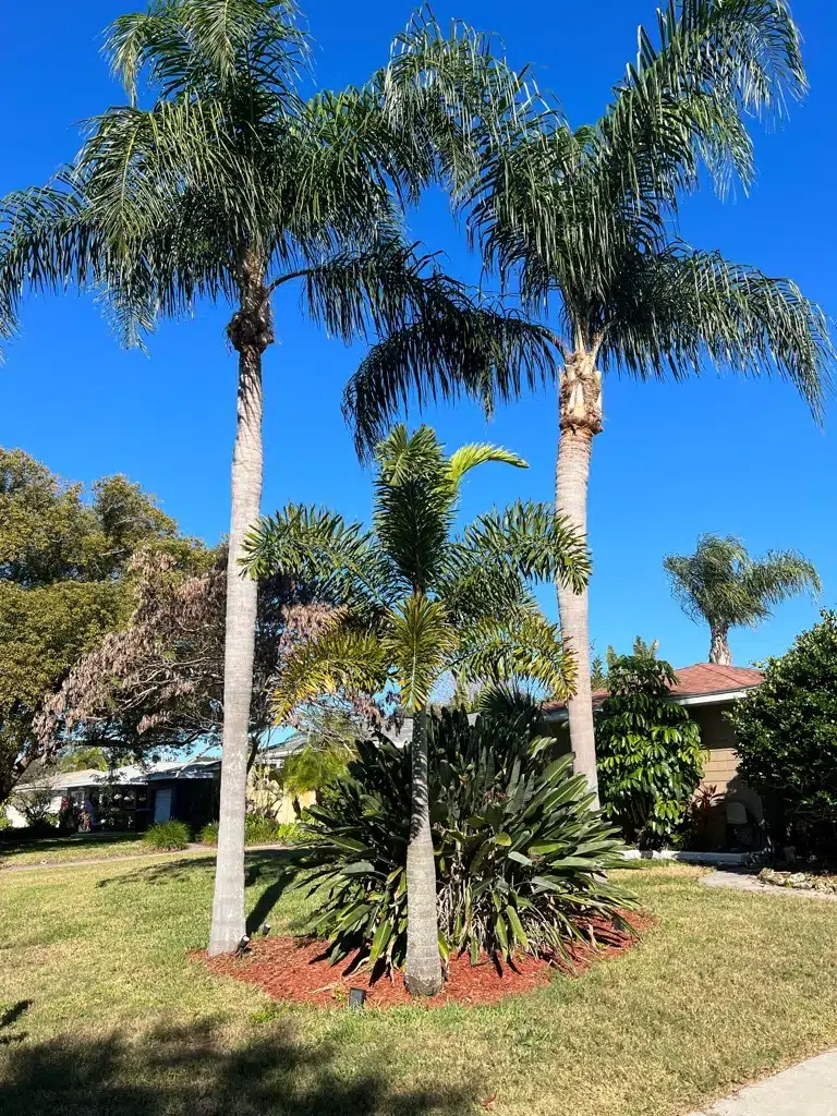 Common Tree Diseases in Florida and How to Identify Them