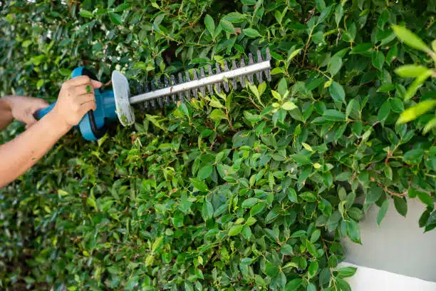 The Benefits of Regular Tree Pruning for Florida Homeowners