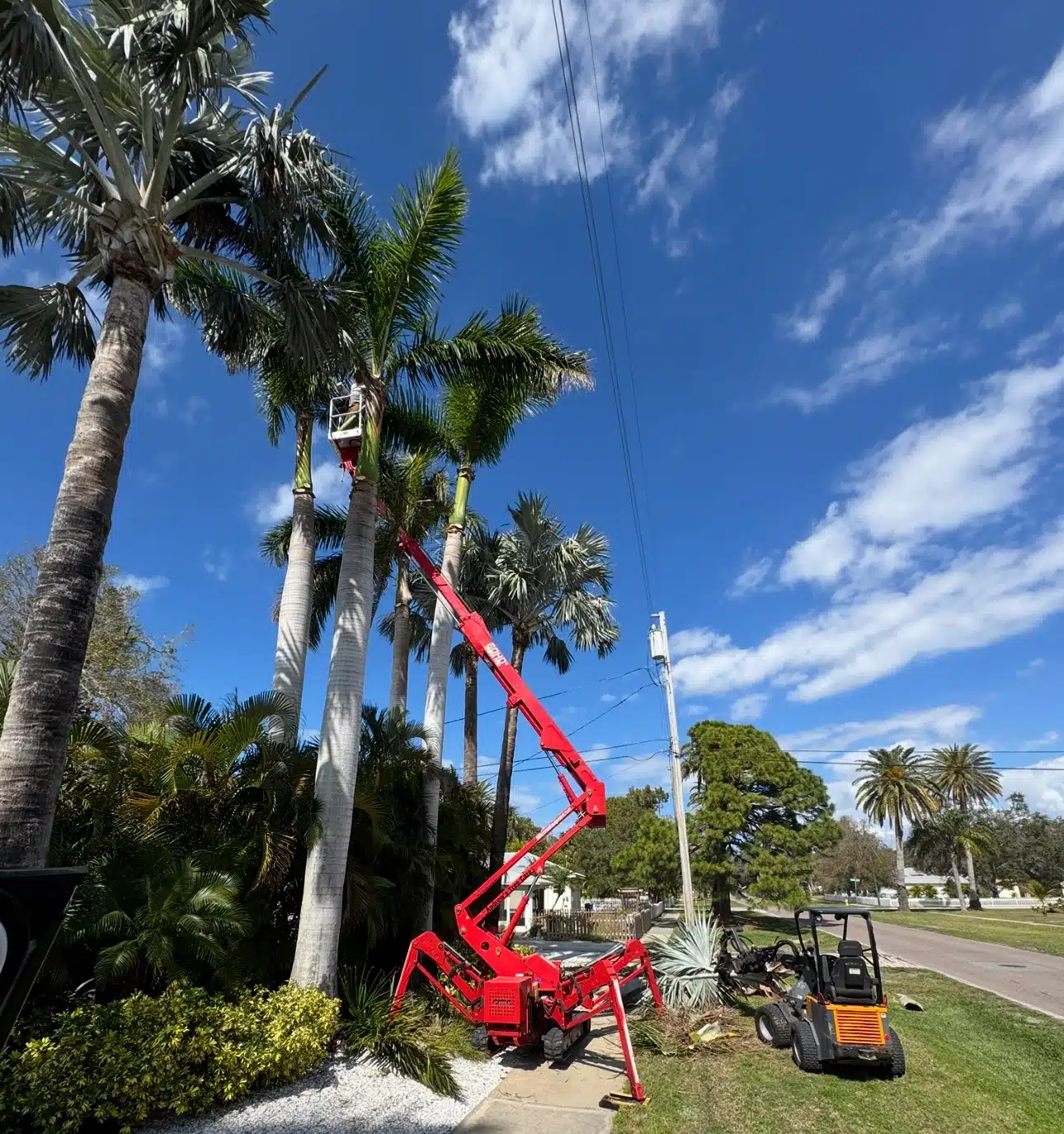 Spring Tree Care Checklist for Florida Homeowners