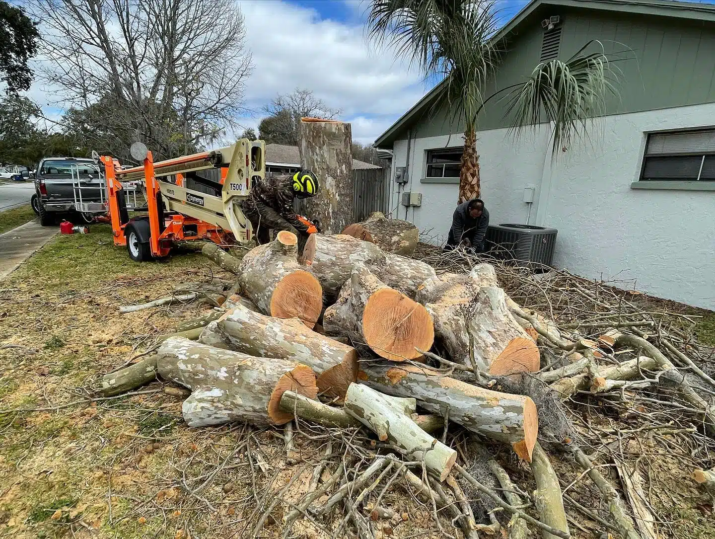 When Should You Remove a Tree?