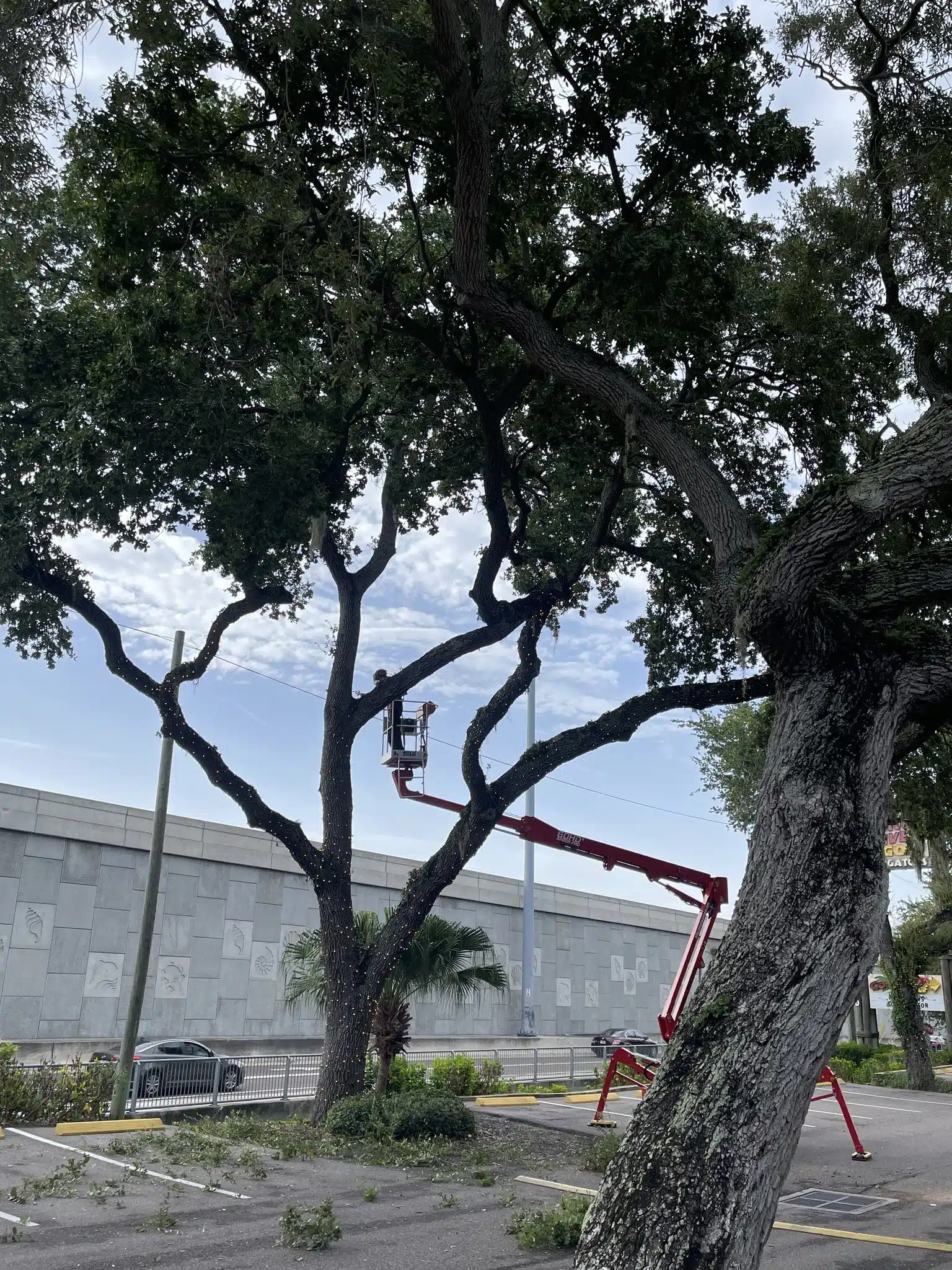 Oak Tree Care in Florida: Maintenance Tips for Healthy Trees