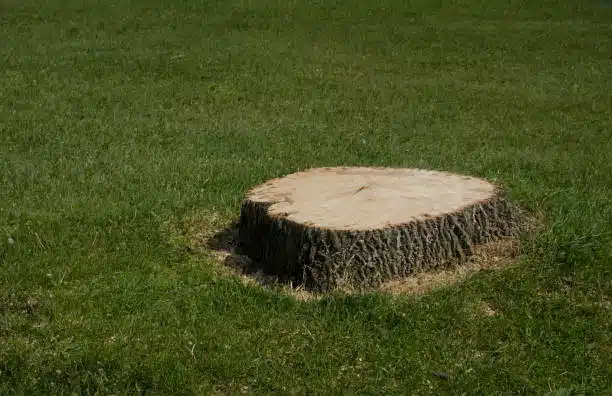 What Is Stump Grinding and Do I Need It?