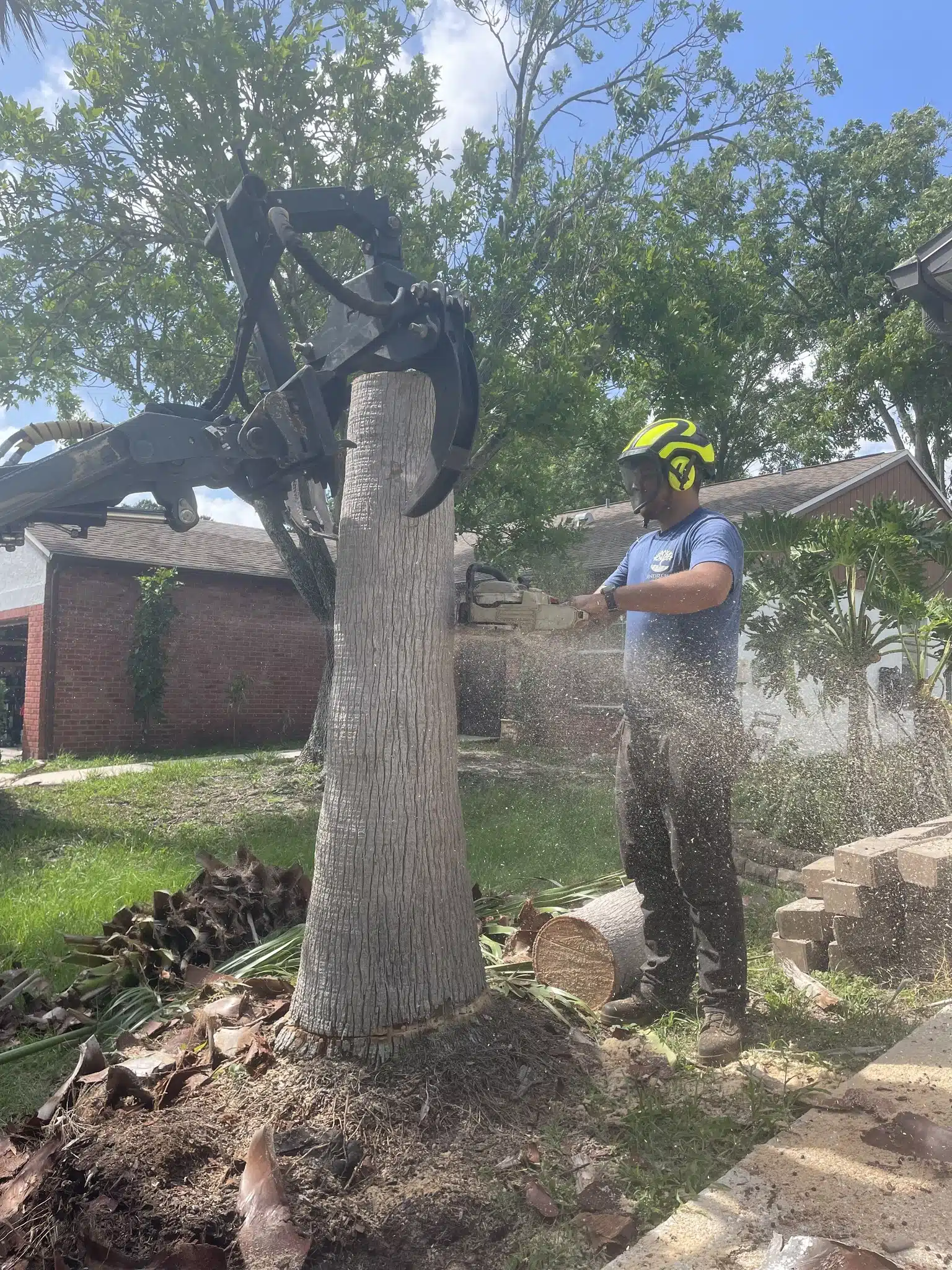 How Much Does Tree Removal Cost in Florida?