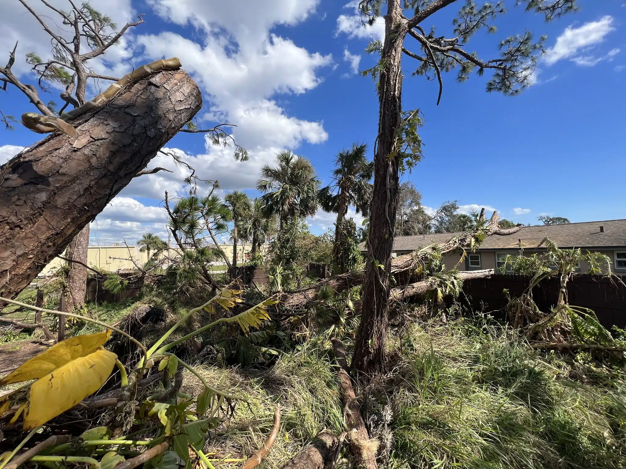 How to Prepare Your Trees for Hurricane Season