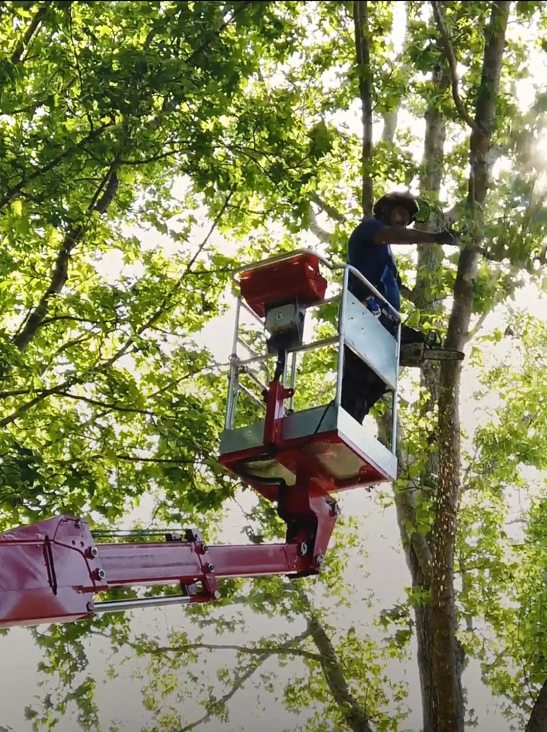 Why Is Tree Service Insurance Important?