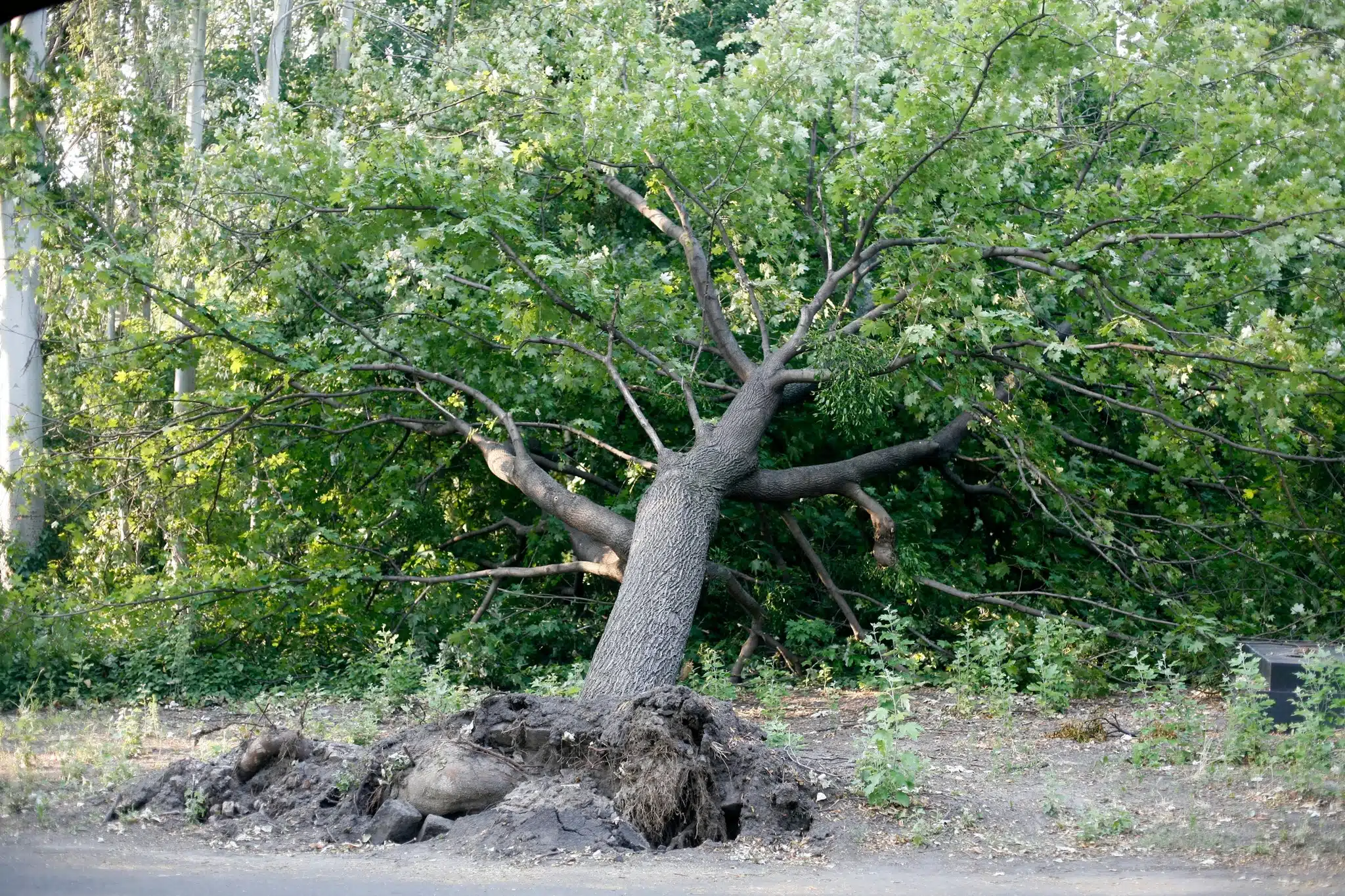 The Hidden Dangers of Leaning Trees: When to Take Action
