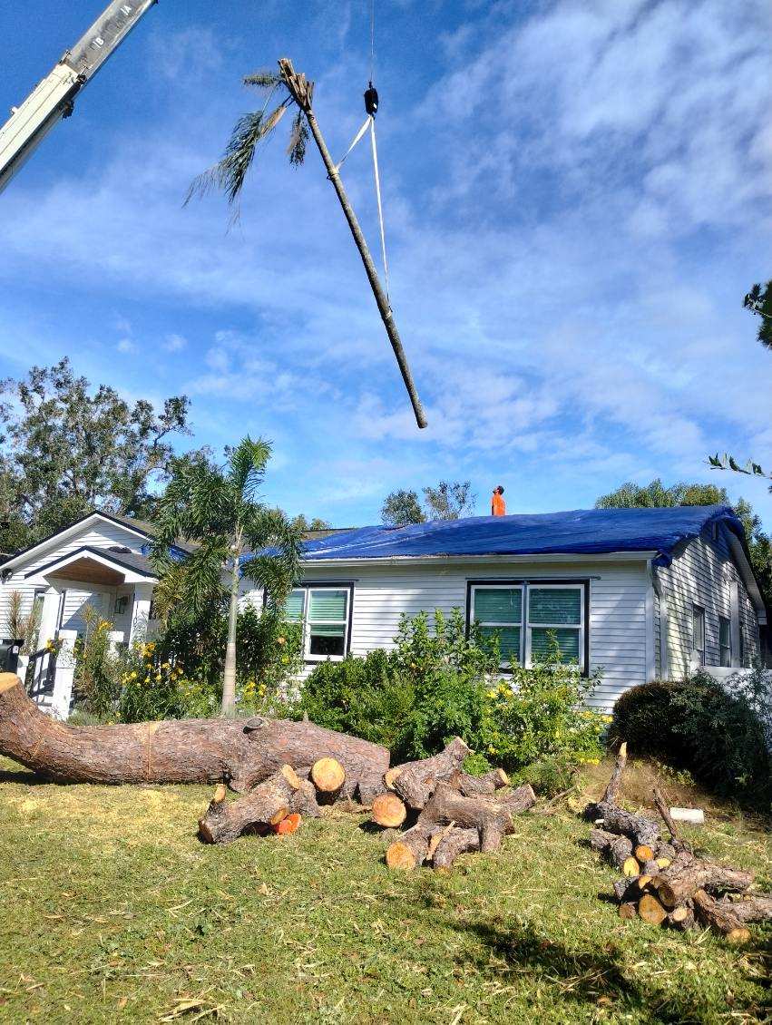 Does Homeowner’s Insurance Cover Tree Removal in Florida?
