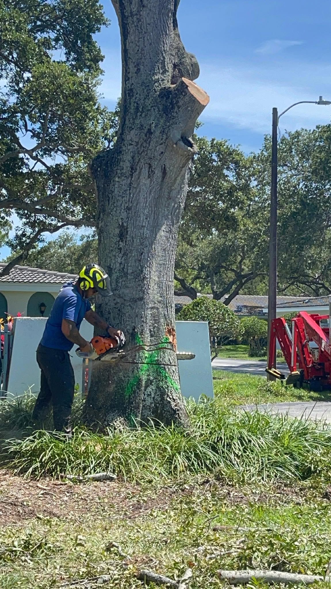 Large Tree Removal in Florida: What You Need to Know Before You Call