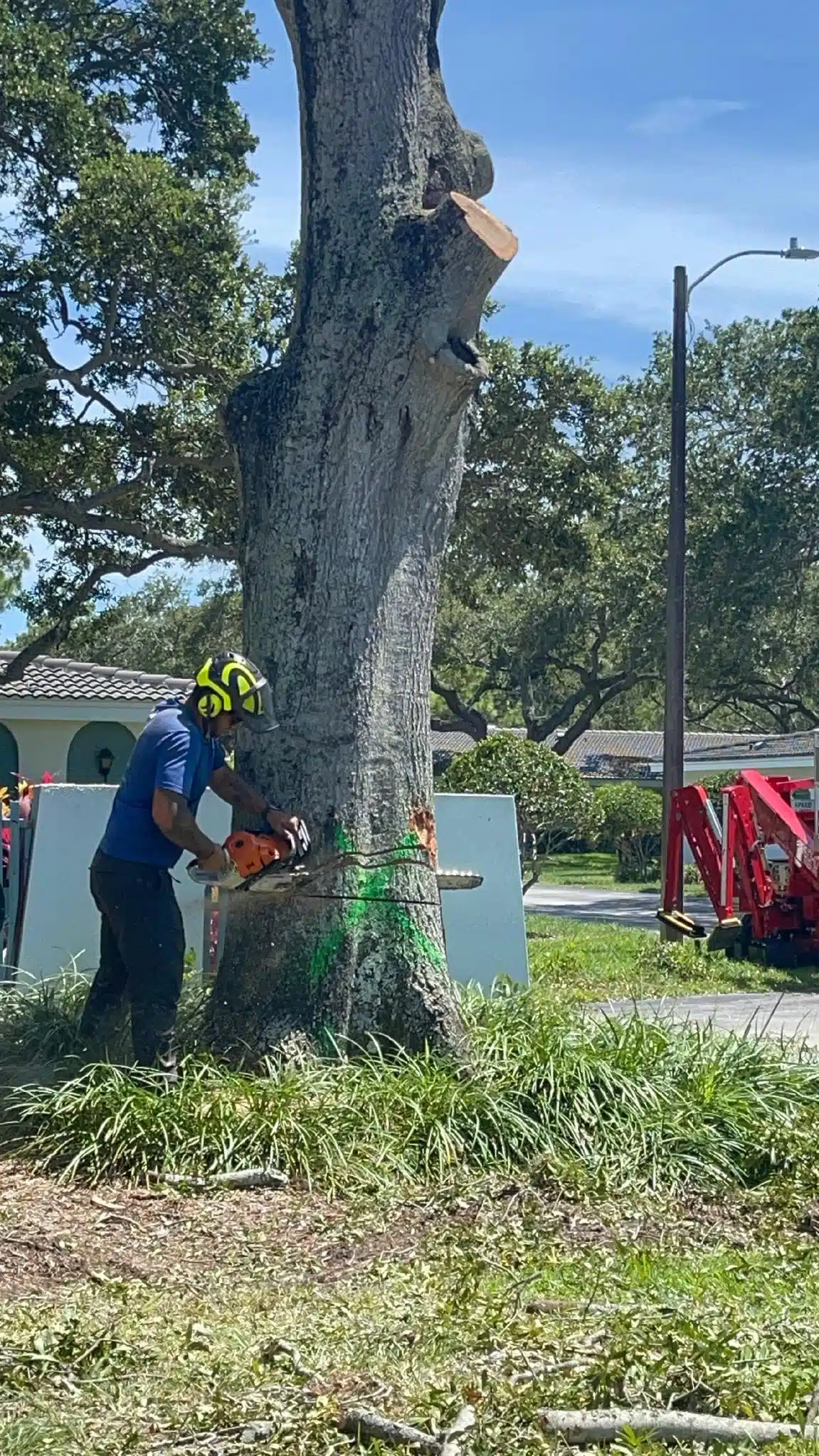 Large Tree Removal in Florida: What You Need to Know Before You Call