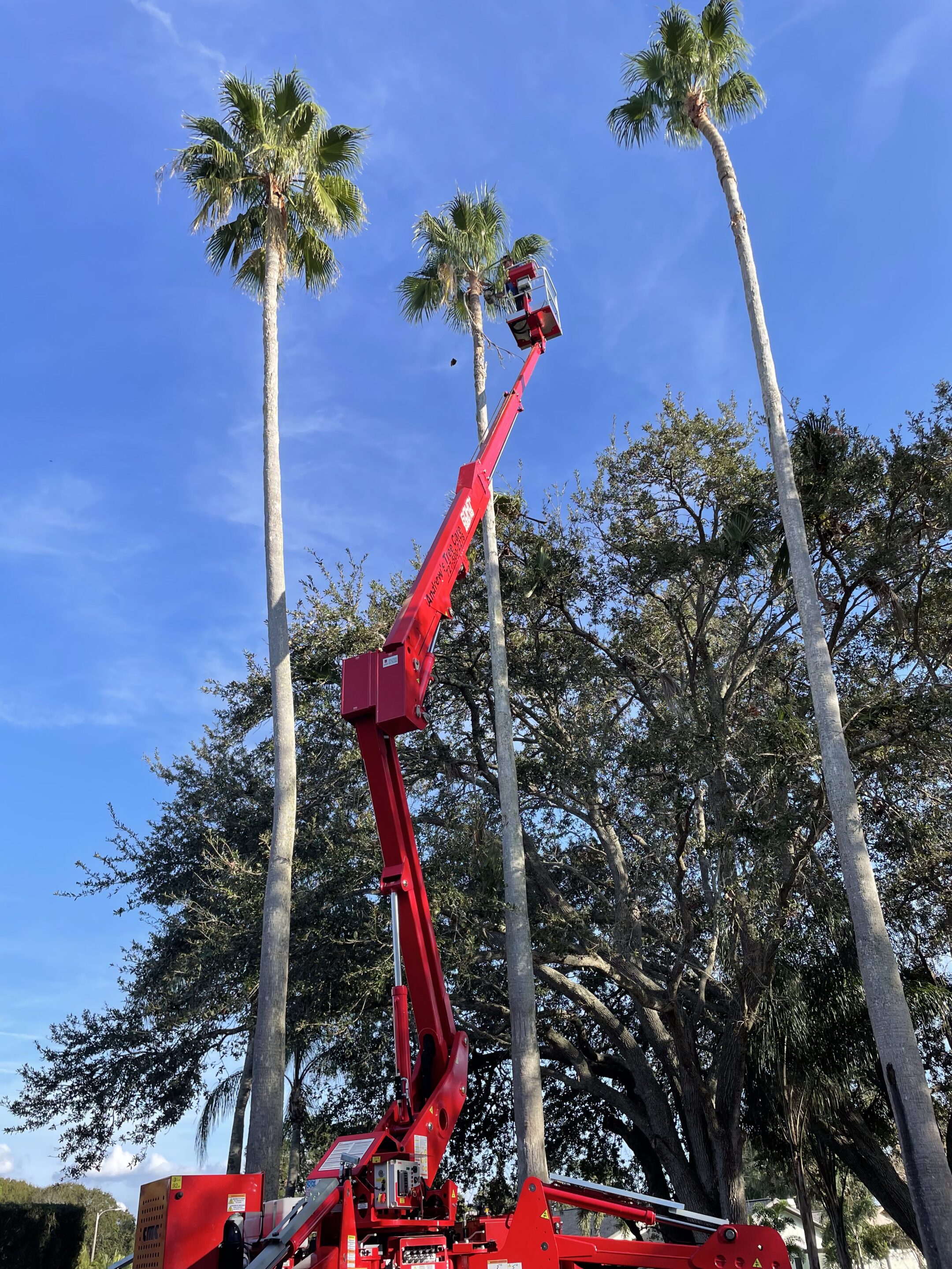 Palm Tree Trimming vs. Removal: Which Does Your Tree Need?