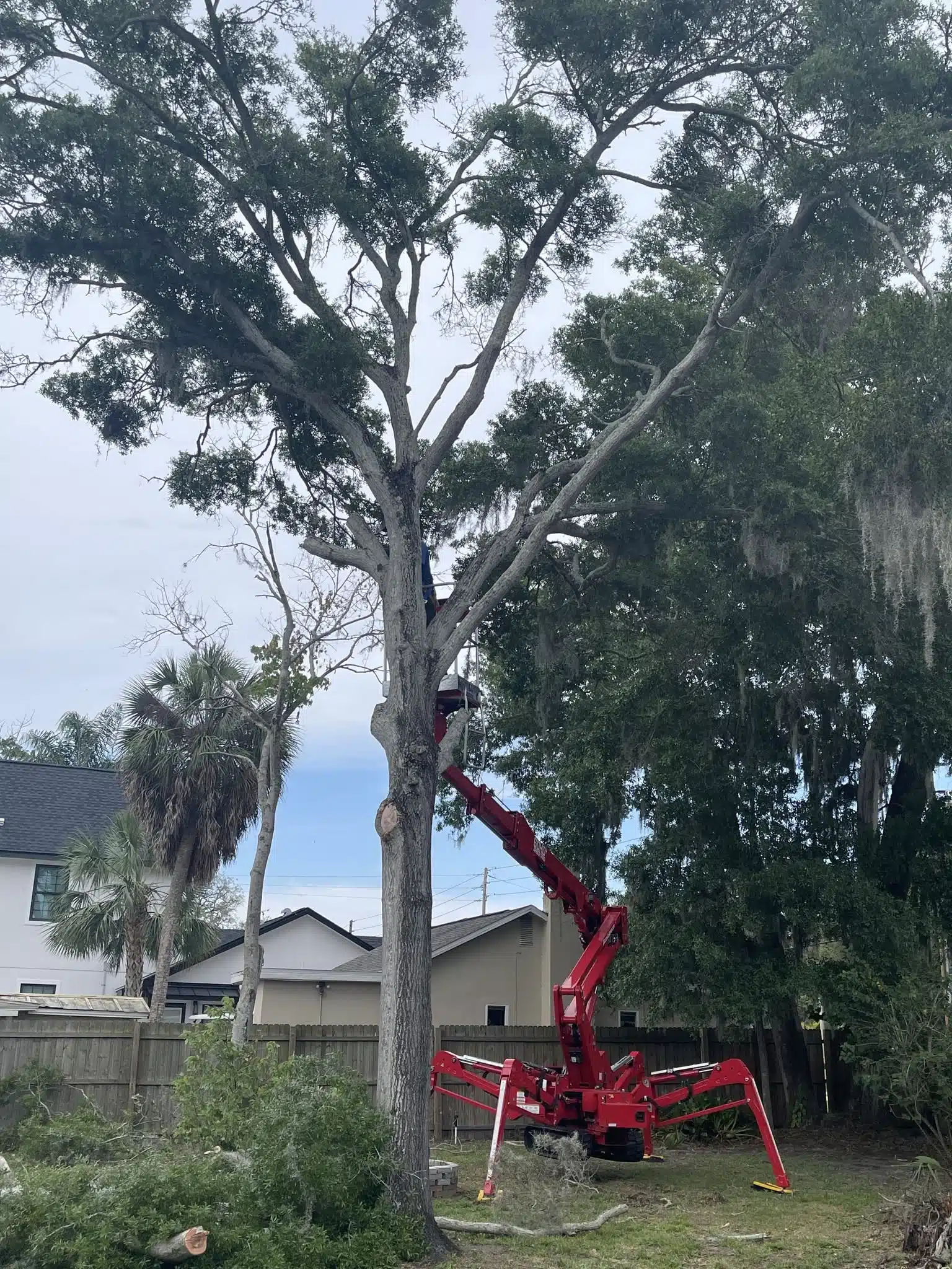 Coastal Live Oak Care for Clearwater and Pinellas Canopy Trees