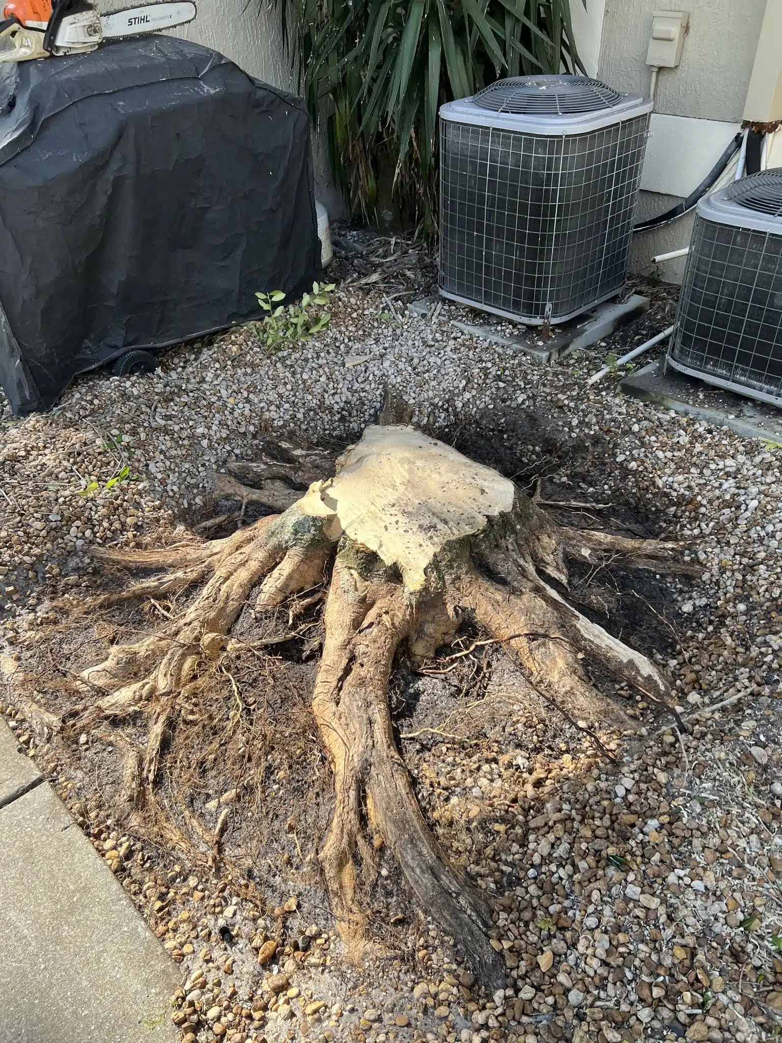 Are Tree Roots Damaging Your Foundation or Pipes?