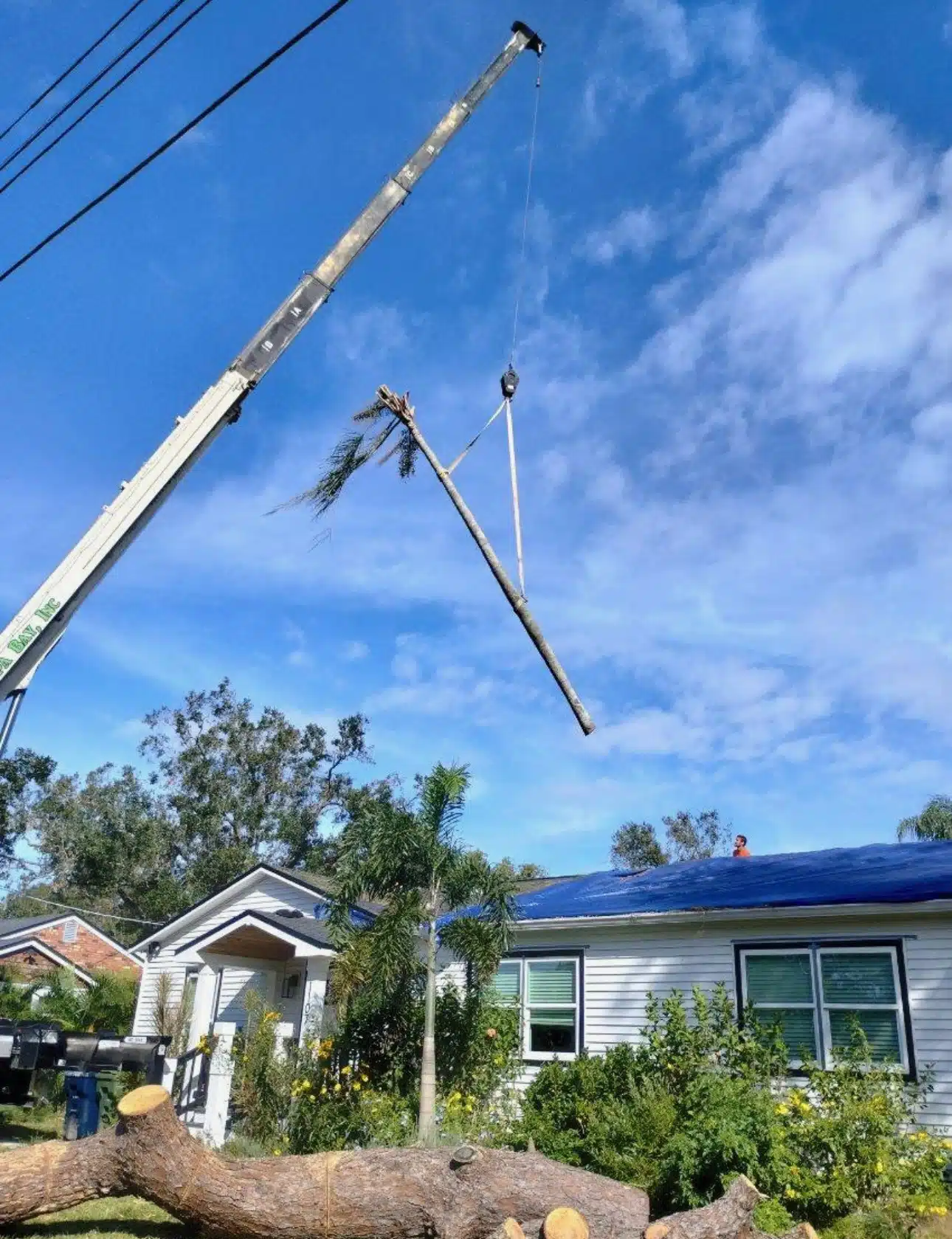 How Much Does Palm Tree Removal Cost in Clearwater, FL?