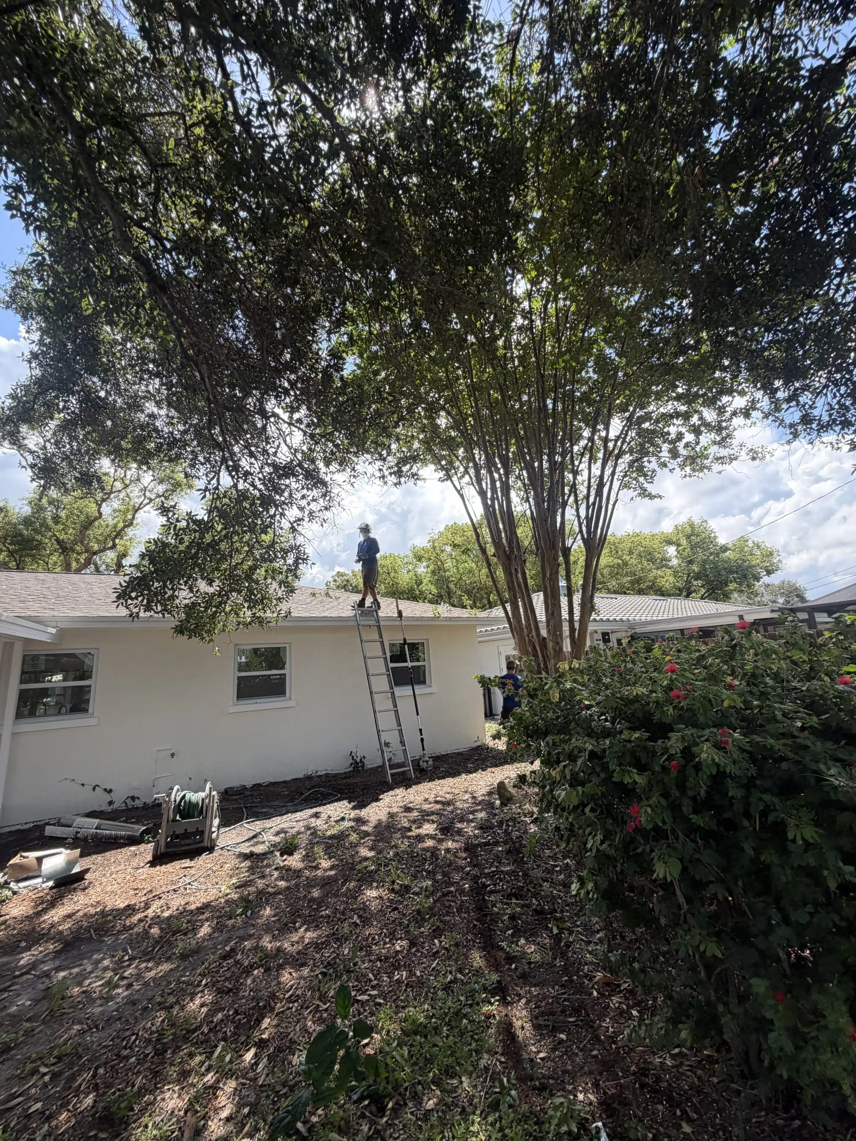Best Shade Trees to Plant in Florida (and Where to Plant Them)